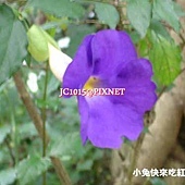立鶴花,別名:立鄧伯、金魚木 立鶴花,別名:立鄧伯、金魚木