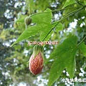 風鈴花,別名猩猩花、金鈴花、燈籠花、紋瓣懸鈴花(中國大陸)、宮燈花、吊燈花 風鈴花,別名猩猩花、金鈴花、燈籠花、紋瓣懸鈴花(中國大陸)、宮燈花、吊燈花