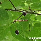 山櫻桃 山櫻桃