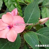 非洲鳳仙花,別名:矮鳳仙、指甲花、勿碰我 非洲鳳仙花,別名:矮鳳仙、指甲花、勿碰我