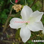 杜鵑花,別名:滿山紅、映山紅、野山紅、照山紅、躑躅 杜鵑花,別名:滿山紅、映山紅、野山紅、照山紅、躑躅