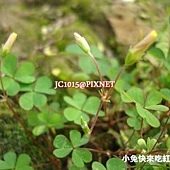 黃花酢漿草,別名:酢醬草、鹽酸草 黃花酢漿草,別名:酢醬草、鹽酸草