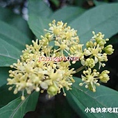 華八仙,別名:長葉溲疏、常山、常山樹(台灣)、土常山、常山尼、野八仙、粉團繡球、蜀七葉、紅骨兮輕柴仔、羅比八仙花、Baiyakan(泰雅)、Marutsokora't(排灣) 華八仙,別名:長葉溲疏、常山、常山樹(台灣)、土常山、常山尼、野八仙、粉團繡球、蜀七葉、紅骨兮輕柴仔、羅比八仙花、Baiyakan(泰雅)、Marutsokora't(排灣)
