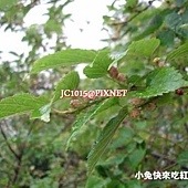 台灣桑-桑果,別名:小葉桑、小桑樹、桑樹、蠶仔樹、蠶仔葉樹、桑材子、桑仔樹、梁樹、鹽桑仔、雞桑、桑白、娘子樹、野桑、島桑、Teroi、Tigoutu(泰雅)、Ajizumu、Zusu、Diisu(排灣) 台灣桑-桑果,別名:小葉桑、小桑樹、桑樹、蠶仔樹、蠶仔葉樹、桑材子、桑仔樹、梁樹、鹽桑仔、雞桑、桑白、娘子樹、野桑、島桑、Teroi、Tigoutu(泰雅)、Ajizumu、Zusu、Diisu(排灣)