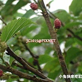 台灣桑-桑果,別名:小葉桑、小桑樹、桑樹、蠶仔樹、蠶仔葉樹、桑材子、桑仔樹、梁樹、鹽桑仔、雞桑、桑白、娘子樹、野桑、島桑、Teroi、Tigoutu(泰雅)、Ajizumu、Zusu、Diisu(排灣) 台灣桑-桑果,別名:小葉桑、小桑樹、桑樹、蠶仔樹、蠶仔葉樹、桑材子、桑仔樹、梁樹、鹽桑仔、雞桑、桑白、娘子樹、野桑、島桑、Teroi、Tigoutu(泰雅)、Ajizumu、Zusu、Diisu(排灣)