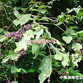 杜虹花,別名:粗糠仔、毛將軍、大丁黃、臺灣紫珠、白粗糠仔、白粗糠樹、粗糠樹、黃襖婆、燈黃、山檳榔、螃蟹花(因其開花有如螃蟹吐的白沫而得名) 杜虹花,別名:粗糠仔、毛將軍、大丁黃、臺灣紫珠、白粗糠仔、白粗糠樹、粗糠樹、黃襖婆、燈黃、山檳榔、螃蟹花(因其開花有如螃蟹吐的白沫而得名)