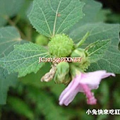紅花虱母子,別名:大梵天花、虱母頭、虱母子頭、虱姆草、虱母子草、三腳破、殺母、野棉花(以上為台灣習用名稱);地桃花、紅花地桃花、肖梵天花、野棉花、狗腳跡、大梅花樹、刺頭婆、癡頭婆、紅黐頭婆、天下錐(捶)、八卦攔路虎、假桃花、野梅花、粘油子、八角草、八卦草、迷馬樁、野桃花、焚尚花、羊帶來、羊帶歸、羊負來、蝨麻頭、寄馬椿、紅孩兒、石松毛、牛毛七、半邊月、拔膿膏、大梅花樹、野茄子、山茄簸、油玲花、土杜仲、野桐喬、山棋菜、刀傷藥、肖梵天花、三角風、桃子草、千下錘、大迷馬樁棵、土黃耆、巴巴葉、窩吼、地馬椿、蒼耳子、老蒼子、蒼子、枲耳、蒼刺頭、毛蒼子、癡頭猛、地葵、爵耳、豬耳、進賢菜、野落蘇 紅花虱母子,別名:大梵天花、虱母頭、虱母子頭、虱姆草、虱母子草、三腳破、殺母、野棉花(以上為台灣習用名稱);地桃花、紅花地桃花、肖梵天花、野棉花、狗腳跡、大梅花樹、刺頭婆、癡頭婆、紅黐頭婆、天下錐(捶)、八卦攔路虎、假桃花、野梅花、粘油子、八角草、八卦草、迷馬樁、野桃花、焚尚花、羊帶來、羊帶歸、羊負來、蝨麻頭、寄馬椿、紅孩兒、石松毛、牛毛七、半邊月、拔膿膏、大梅花樹、野茄子、山茄簸、油玲花、土杜仲、野桐喬、山棋菜、刀傷藥、肖梵天花、三角風、桃子草、千下錘、大迷馬樁棵、土黃耆、巴巴葉、窩吼、地馬椿、蒼耳子、老蒼子、蒼子、枲耳、蒼刺頭、毛蒼子、癡頭猛、地葵、爵耳、豬耳、進賢菜、野落蘇