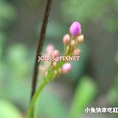 假人參,別名:土人參、土高麗、水人參、土高麗參、參仔葉、參仔草、波世蘭、台灣參、東洋參、參草、土洋參、土紅參、土參、紫人參、福參、櫨蘭 假人參,別名:土人參、土高麗、水人參、土高麗參、參仔葉、參仔草、波世蘭、台灣參、東洋參、參草、土洋參、土紅參、土參、紫人參、福參、櫨蘭