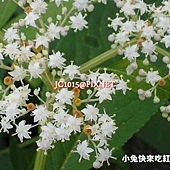 冇骨消,別名:台灣蒴藋、蒴藋、七葉蓮、七珊瑚花、珊瑚花、陸英、接骨草 冇骨消,別名:台灣蒴藋、蒴藋、七葉蓮、七珊瑚花、珊瑚花、陸英、接骨草