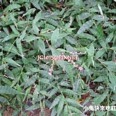花蓼,別名:腋花蓼 花蓼,別名:腋花蓼