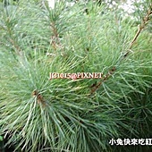 無葉檉柳 無葉檉柳?木麻黃?