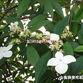 華八仙,別名:長葉溲疏、常山、常山樹(台灣)、土常山、常山尼、野八仙、粉團繡球、蜀七葉、紅骨兮輕柴仔、羅比八仙花、Baiyakan(泰雅)、Marutsokora't(排灣) 華八仙,別名:長葉溲疏、常山、常山樹(台灣)、土常山、常山尼、野八仙、粉團繡球、蜀七葉、紅骨兮輕柴仔、羅比八仙花、Baiyakan(泰雅)、Marutsokora't(排灣)