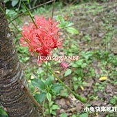 裂瓣朱槿,別名:燈仔花、裂瓣槿、吊燈扶桑、南洋扶桑、吊燈花、假西藏紅花、燈籠仔花(台灣)、五鳳花、繡球花、吐絲花(廣東)、風鈴佛桑花(日本) 裂瓣朱槿,別名:燈仔花、裂瓣槿、吊燈扶桑、南洋扶桑、吊燈花、假西藏紅花、燈籠仔花(台灣)、五鳳花、繡球花、吐絲花(廣東)、風鈴佛桑花(日本)