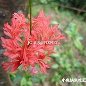 裂瓣朱槿,別名:燈仔花、裂瓣槿、吊燈扶桑、南洋扶桑、吊燈花、假西藏紅花、燈籠仔花(台灣)、五鳳花、繡球花、吐絲花(廣東)、風鈴佛桑花(日本) 裂瓣朱槿,別名:燈仔花、裂瓣槿、吊燈扶桑、南洋扶桑、吊燈花、假西藏紅花、燈籠仔花(台灣)、五鳳花、繡球花、吐絲花(廣東)、風鈴佛桑花(日本)