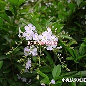 金露花,別名:金露華、假連翹、台灣連翹、苦林盤、小本苦林盤、洋刺、番仔刺、花牆刺、如意草、籬笆樹、苦樂槃 金露花,別名:金露華、假連翹、台灣連翹、苦林盤、小本苦林盤、洋刺、番仔刺、花牆刺、如意草、籬笆樹、苦樂槃