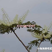 鵲不踏,別名:雀不踏、臺灣楤木、楤木、刺楤、細號刺楤、刺樹楤、刺楤樹、鳥不踏、雷公木、芝練木、大葉鳥不企、大鷹不撲、鷹不泊、老鴉怕、Sangsi(泰雅)、Bugurui(排灣) 鵲不踏,別名:雀不踏、臺灣楤木、楤木、刺楤、細號刺楤、刺樹楤、刺楤樹、鳥不踏、雷公木、芝練木、大葉鳥不企、大鷹不撲、鷹不泊、老鴉怕、Sangsi(泰雅)、Bugurui(排灣)