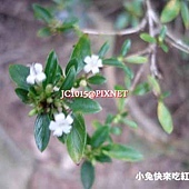 六月雪,別名:滿天星、噴雪、路邊花、白丁花、白馬骨、曲節草 六月雪,別名:滿天星、噴雪、路邊花、白丁花、白馬骨、曲節草