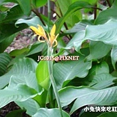 蓮蕉,別名:美人蕉、曇華、曇花、蓮召花、連召、觀音蕉『南寧』、水蕉、蓮蕉花、紅蓮蕉『臺灣府誌』、小芭蕉(四川)、虎頭蕉 蓮蕉,別名:美人蕉、曇華、曇花、蓮召花、連召、觀音蕉『南寧』、水蕉、蓮蕉花、紅蓮蕉『臺灣府誌』、小芭蕉(四川)、虎頭蕉