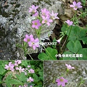 紫花酢漿草,別名:紅花鹽酸仔草 紫花酢漿草,別名:紅花鹽酸仔草