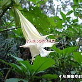 大花曼陀羅,別名:白花曼陀羅、南洋金花、曼桃花、萬桃花、鳳茄花、風茄兒、山茄兒 大花曼陀羅,別名:白花曼陀羅、南洋金花、曼桃花、萬桃花、鳳茄花、風茄兒、山茄兒