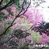 山櫻花‧緋寒櫻 山櫻花‧緋寒櫻