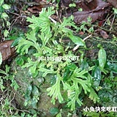 生根卷柏,別名:深綠卷柏、石上柏、山扁柏、大叩菜、梭羅草、地梭羅、金龍草、龍鱗草、地側柏、蝦麻葉、鍋巴草、岩青、岩扁柏、過路蜈蚣、大風尾草、地柏草 生根卷柏,別名:深綠卷柏、石上柏、山扁柏、大叩菜、梭羅草、地梭羅、金龍草、龍鱗草、地側柏、蝦麻葉、鍋巴草、岩青、岩扁柏、過路蜈蚣、大風尾草、地柏草