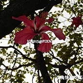 朱槿,別名:扶桑花、大紅花、紅扶桑、扶桑、中國薔薇、佛桑、赤槿、桑槿、日及、宋槿、照殿紅、二紅花、燈籠仔花(台語) 朱槿,別名:扶桑花、大紅花、紅扶桑、扶桑、中國薔薇、佛桑、赤槿、桑槿、日及、宋槿、照殿紅、二紅花、燈籠仔花(台語)