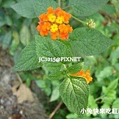 馬纓丹,別名:五色梅、五龍蘭、五彩花、五色繡球、變色草、臭花草、五雷丹、七變花、如意草、頭暈花、珊瑚球、龍船花、臭金鳳、刺仔花、發瘋花 馬纓丹,別名:五色梅、五龍蘭、五彩花、五色繡球、變色草、臭花草、五雷丹、七變花、如意草、頭暈花、珊瑚球、龍船花、臭金鳳、刺仔花、發瘋花