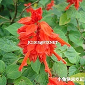 一串紅,別名:爆竹紅、鮮紅鼠尾草、一串紫(紫花)、緋衣草、象牙紅、西洋紅(廣州)、牆下紅(北京)、象牙海棠(雲南)、炮仔花(福建) 一串紅,別名:爆竹紅、鮮紅鼠尾草、一串紫(紫花)、緋衣草、象牙紅、西洋紅(廣州)、牆下紅(北京)、象牙海棠(雲南)、炮仔花(福建)