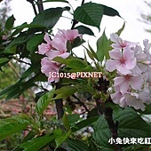 吉野櫻 吉野櫻?千島櫻?