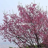 山櫻花‧緋寒櫻 山櫻花‧緋寒櫻