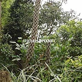 筆筒樹,別名:蛇木、蛇木桫欏、山大人、山棕蕨、蘭盆筆筒樹 筆筒樹,別名:蛇木、蛇木桫欏、山大人、山棕蕨、蘭盆筆筒樹