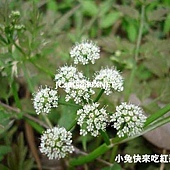 水芹菜,別名:山芹菜、水靳、水英、細本山芹菜 水芹菜,別名:山芹菜、水靳、水英、細本山芹菜