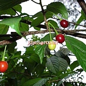 山櫻桃 山櫻桃