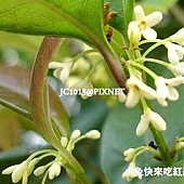 桂花,別名:木犀、巖桂、九里香 、桂、木犀花 桂花,別名:木犀、巖桂、九里香 、桂、木犀花