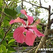 朱槿,別名:扶桑花、大紅花、紅扶桑、扶桑、中國薔薇、佛桑、赤槿、桑槿、日及、宋槿、照殿紅、二紅花、燈籠仔花(台語) 朱槿,別名:扶桑花、大紅花、紅扶桑、扶桑、中國薔薇、佛桑、赤槿、桑槿、日及、宋槿、照殿紅、二紅花、燈籠仔花(台語)