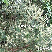 無葉檉柳 無葉檉柳?木麻黃?