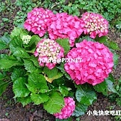 洋繡球,別名:繡球花、大八仙花、八仙花、紫陽花、雪球花、紫繡球、瑪哩花、天麻裏花 洋繡球,別名:繡球花、大八仙花、八仙花、紫陽花、雪球花、紫繡球、瑪哩花、天麻裏花