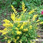 小金雀花 小金雀花