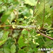 黃鵪菜 黃鵪菜?鵝仔草?