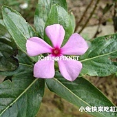 長春花,別名:日日春、時鐘花、雁來紅、四時春、日春花、日月草、三萬花、四季花、日日花、月見、雨傘花、金錢豹 長春花,別名:日日春、時鐘花、雁來紅、四時春、日春花、日月草、三萬花、四季花、日日花、月見、雨傘花、金錢豹