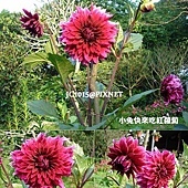 大理花,別名:天竺牡丹、大麗花、大麗菊、大里花、洋芍藥、洋牡丹 大理花,別名:天竺牡丹、大麗花、大麗菊、大里花、洋芍藥、洋牡丹