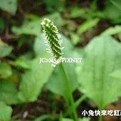 車前草,別名:路霸草、台灣車前、車前、五斤草、五根草、前貫草、當道、牛遺、蝦蟆衣、牛舌、車輪菜、魚草 車前草,別名:路霸草、台灣車前、車前、五斤草、五根草、前貫草、當道、牛遺、蝦蟆衣、牛舌、車輪菜、魚草