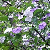番茉莉,別名:五彩茉莉、香素馨、變色茉莉、紫夜茉莉、紫葉香花 番茉莉,別名:五彩茉莉、香素馨、變色茉莉、紫夜茉莉、紫葉香花