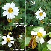大花咸豐草(花冠大於0.8公分),別名:鬼針草、同治草、白花婆婆針、黃花霧、蝦箝草、黃花母、符因頭、瘋女人(台語)、赤查某、南方草、錦洲草、刺針草 大花咸豐草(花冠大於0.8公分),別名:鬼針草、同治草、白花婆婆針、黃花霧、蝦箝草、黃花母、符因頭、瘋女人(台語)、赤查某、南方草、錦洲草、刺針草