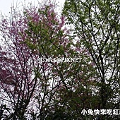 山櫻花‧緋寒櫻 山櫻花‧緋寒櫻