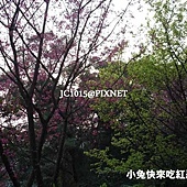 山櫻花‧緋寒櫻 山櫻花‧緋寒櫻