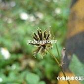 鬼針草(只開黃花),別名:三葉鬼針草、刺針草、金盞銀盤、盲腸草 鬼針草(只開黃花),別名:三葉鬼針草、刺針草、金盞銀盤、盲腸草