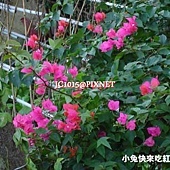 九重葛,別名:南美紫茉莉、刺仔花、洋紫茉莉、紫藤、龜花、葉子花、葉似花、三角梅、三角花 九重葛,別名:南美紫茉莉、刺仔花、洋紫茉莉、紫藤、龜花、葉子花、葉似花、三角梅、三角花