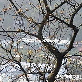 楓樹 楓樹